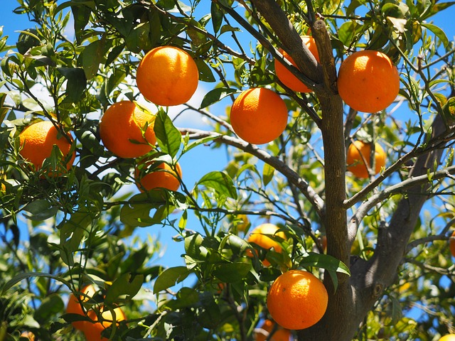 Read more about the article כיצד למצוא עצי פרי למכירה באיכות גבוהה